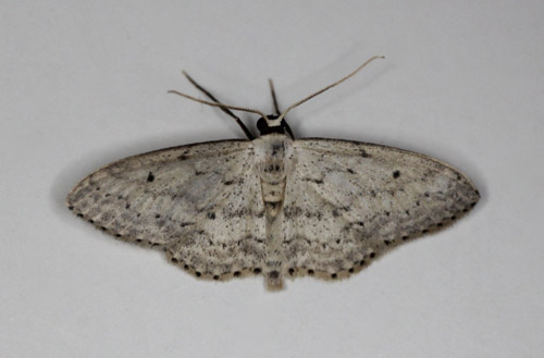 Gråplettet Løvmåler, Idaea seriata. Gedser, Falster d. 19. juni 2021. Fotograf; Claus Grahndin