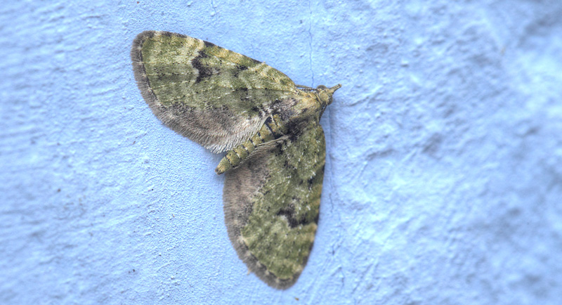 V-Dværgmåler, Chloroclystis v-ata. Frieslandet, Amager d. 29 april 2021. Fotograf; Lars Andersen