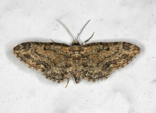 Augustdværgmåler, Eupithecia pusillata. Gedser, Falster d. 27 juli 2021. Fotograf; Claus Grahndin