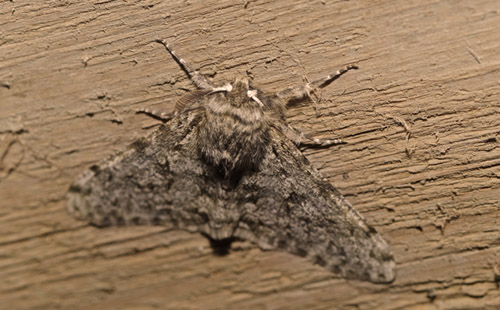 Fjermåler, Phigalia pilosaria. Arrenakke, Nordsjælland d. 27 februar 2021. Fotograf; Henrik S. Larsen