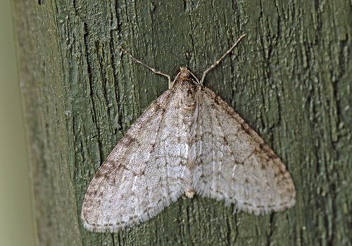 April-Lapvinge, Trichopteryx carpinata. Arrenakke, Nordsjlland d. 21 april 2021. Fotograf; Henrik S. Larsen