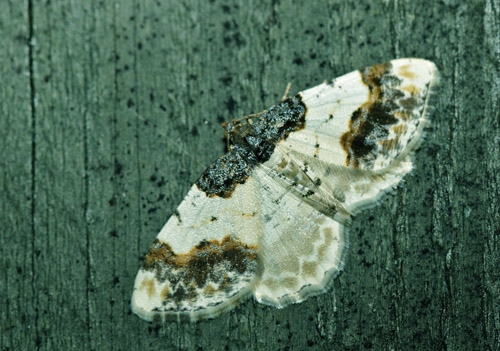 Benvedmåler, Ligdia adustata. Arrenakke, Nordsjælland d. 10 maj 2021. Fotograf; Henrik S. Larsen
