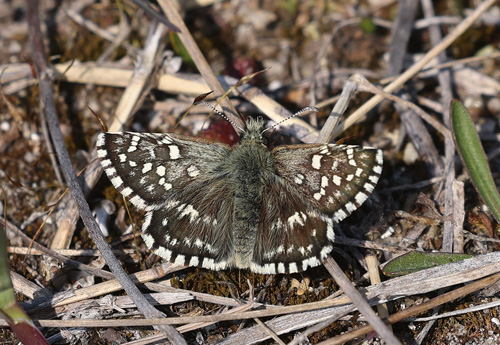 Spttet Bredpande, Pyrgus malvae han. Melby Overdrev, Nordsjlland d. 30 april 2021.  Fotograf; Yvonne Nielsen