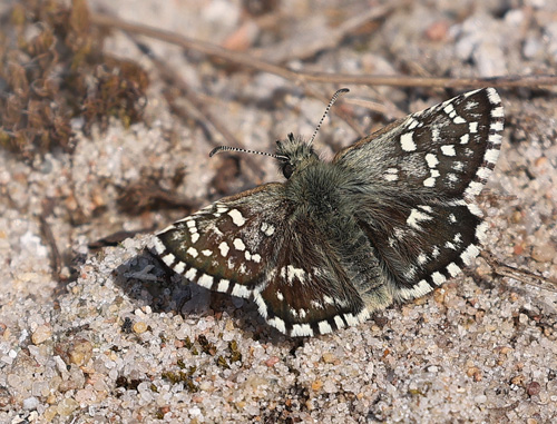 Spttet Bredpande, Pyrgus malvae han. Melby Overdrev, Nordsjlland d. 30 april 2021.  Fotograf; Yvonne Nielsen