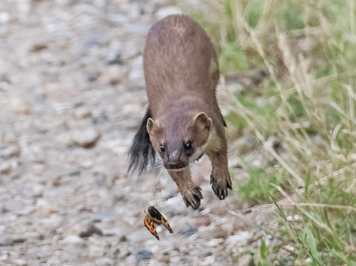 Lkat, Mustela erminea jagter Nldens Takvinge, Aglais urticae. Knabberup S, Vejle, stjylland, Danmark d. 23 juni 2021. Fotograf; Johnny Lawcock