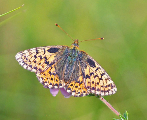 Moseperlemorsommerfugl, Boloria aquilonaris ab. nigromaculata (Tom N. Kristensen, 2014). Asp Hede, Rold Skov (NEJ) d. 11 juli 2021. Fotograf; Emil Bjerregrd 