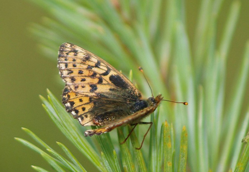 Moseperlemorsommerfugl, Boloria aquilonaris ab. nigromaculata (Tom N. Kristensen, 2014). Asp Hede, Rold Skov (NEJ) d. 11 juli 2021. Fotograf; Emil Bjerregrd 