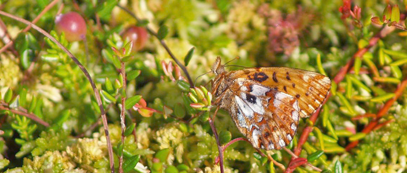 Moseperlemorsommerfugl, Boloria aquilonaris ab. nigromaculata (Tom N. Kristensen, 2014). Asp Hede, Rold Skov (NEJ) d. 11 juli 2021. Fotograf; Emil Bjerregrd 