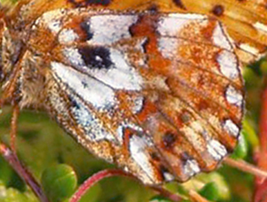 Moseperlemorsommerfugl, Boloria aquilonaris ab. nigromaculata (Tom N. Kristensen, 2014). Asp Hede, Rold Skov (NEJ) d. 11 juli 2021. Fotograf; Emil Bjerregrd 