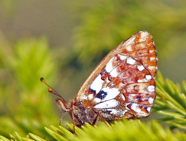 Moseperlemorsommerfugl, Boloria aquilonaris ab. nigromaculata (Tom N. Kristensen, 2014). Asp Hede, Rold Skov (NEJ) d. 11 juli 2021. Fotograf; Emil Bjerregrd 