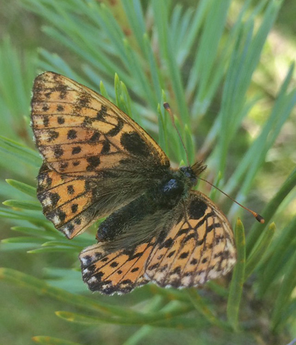 Moseperlemorsommerfugl, Boloria aquilonaris ab. nigromaculata (Tom N. Kristensen, 2014). Asp Hede, Rold Skov (NEJ) d. 11 juli 2021. Fotograf; Emil Bjerregrd 