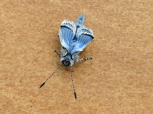 Skovblfugl, Celastrina argiolus nyklkket hun. Sklskr. Sjlland d. 20 april 2021. Fotograf; Bent Rasmussen