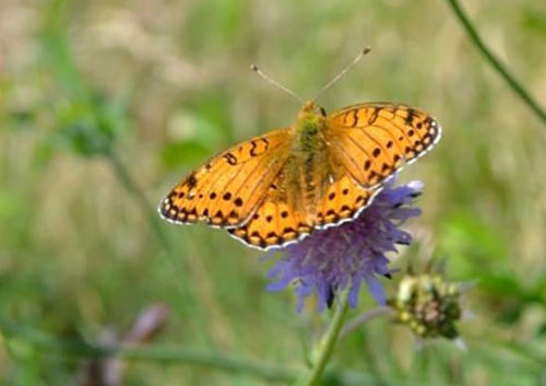 Markperlemorsommerfugl, Speyeria aglaja han, form der mangler pletter. Fjerritslev, Vendsyssel, Danmark, Foto taget for nogle r siden d. 7 juli 2016. Fotograf; Merete Holm Vinther