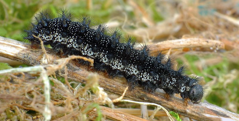 Hedepletvinge, Euphydryas aurinia larve i sidste stadie. Nordjylland d. 9 maj 2021. Fotograf: Kjeld Brem Srensen