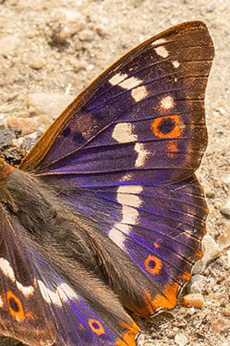 Ilia, Apatura ilia han. Pinseskoven, Vestamager, Danmark d. 5 juli 2021. Fotograf; Jakon Arnholtz