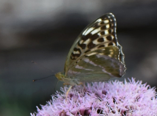 Kejserkåbe, Argynnis paphia hun. Allindelille Fredsskov, Sjælland d. 28 juli 2021. Fotograf; Birgitte Rühmann