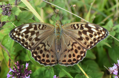 Kejserkåbe, Argynnis paphia hun. Allindelille Fredsskov, Sjælland d. 28 juli 2021. Fotograf; Birgitte Rühmann