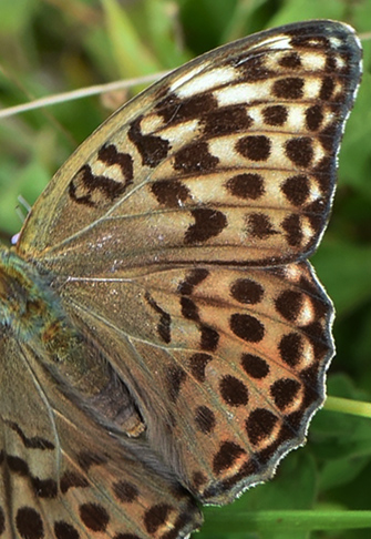 Kejserkåbe, Argynnis paphia hun. Allindelille Fredsskov, Sjælland d. 28 juli 2021. Fotograf; Birgitte Rühmann
