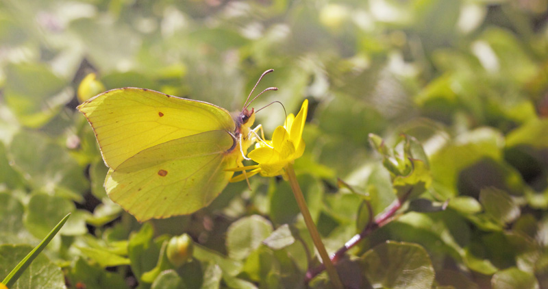 Citronsommerfugl, Gonepteryx rhamni han. Arrenakke, Nordsjlland, Danmark  d. 14 april 2021. Fotograf; Lars Andersenen