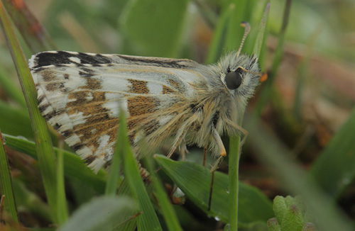 Fransk Bredpande, Pyrgus armoricanus han. Rsns, det vestlig Sjlland d. 14 maj 2021. Fotograf; Lars Andersen