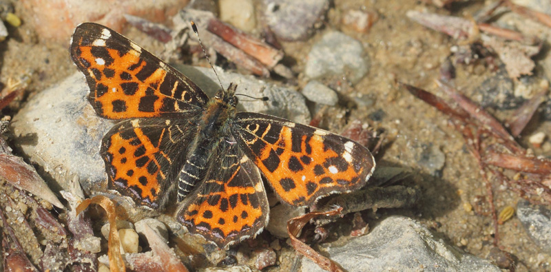 Nldesommerfugl, Araschina levana. Storskov v. Sholt, Lolland d. 24 maj 2021. Fotograf; Lars Andersen