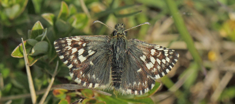 Spttet Bredpande, Pyrgus malvae han.  Eskebjerg Vesterlyng, det vestlig Sjlland d. 2 juni 2021. Fotograf; Lars Andersen