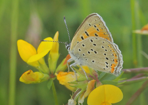 Violetrandet Ildfugl, Lycaena hippothoe hun. Dumpedalen, Birkerd, Nordsjlland d. 24 juni 2021. Fotograf; Lars Andersen