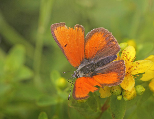 Violetrandet Ildfugl, Lycaena hippothoe han. Dumpedalen, Birkerd, Nordsjlland d. 24 juni 2021. Fotograf; Lars Andersen