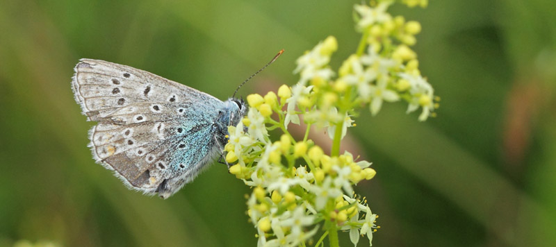 Almindelig Blfugl, Polyommatus icarus han p det sidste. Hvblege, Mn d. 26 juni 2021. Fotograf; Lars Andersen