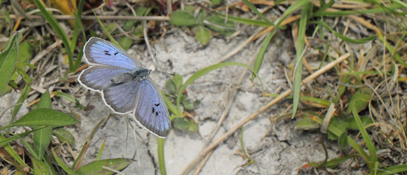 Sortplettet Blfugl, Phengaris arion. . Hvblege, Mn d. 26 juni 2021. Fotograf; Lars Andersen