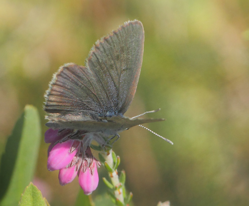 Ensianblfugl, Phengaris alcon. Rejsby Hedemose, Tnder, Snderjylland d 16 juli 2021. Fotograf; Lars Andersen