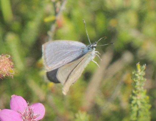 Ensianblfugl, Phengaris alcon. Rejsby Hedemose, Tnder, Snderjylland d 16 juli 2021. Fotograf; Lars Andersen