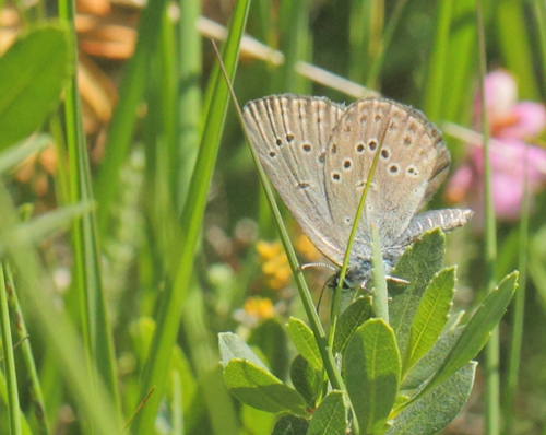 Ensianblfugl, Phengaris alcon. Rejsby Hedemose, Tnder, Snderjylland d 16 juli 2021. Fotograf; Lars Andersen