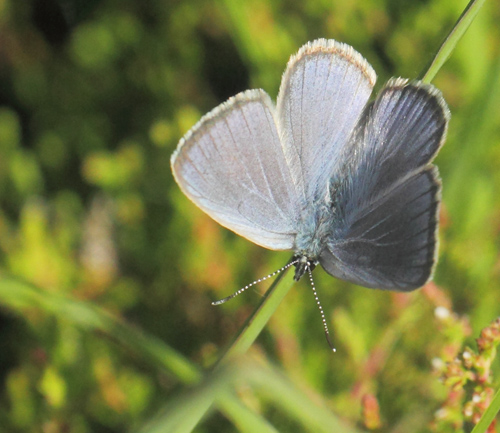 Ensianblfugl, Phengaris alcon. Rejsby Hedemose, Tnder, Snderjylland d 17 juli 2021. Fotograf; Lars Andersen