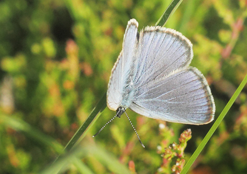 Ensianblfugl, Phengaris alcon. Rejsby Hedemose, Tnder, Snderjylland d 17 juli 2021. Fotograf; Lars Andersen