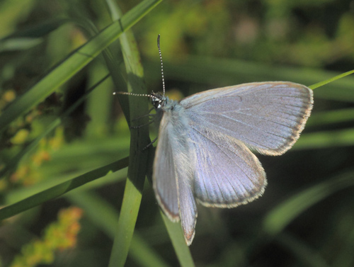 Ensianblfugl, Phengaris alcon. Rejsby Hedemose, Tnder, Snderjylland d 17 juli 2021. Fotograf; Lars Andersen