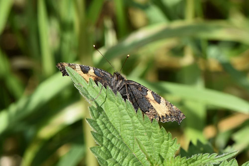 Nldens Takvinge, Aglais urticae glgning, ghob og puppe. Utterslev Mose, Kbenhavn d. 23 juni 2021. Fotograf; Birgitte Rhmann