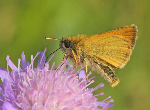 Stregbredpande, Thymelicus lineola han. Skjernens udspring, Kovtrup, Midtjylland,, Danmark d. 18 juli 2021. Fotograf; Lars Andersen