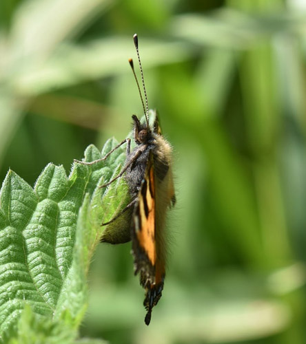 Nldens Takvinge, Aglais urticae glgning, ghob og puppe. Utterslev Mose, Kbenhavn d. 23 juni 2021. Fotograf; Birgitte Rhmann