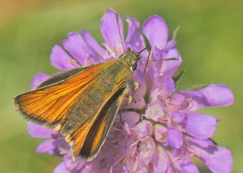 Stregbredpande, Thymelicus lineola hun. Skjernens udspring, Kovtrup, Midtjylland,, Danmark d. 18 juli 2021. Fotograf; Lars Andersen