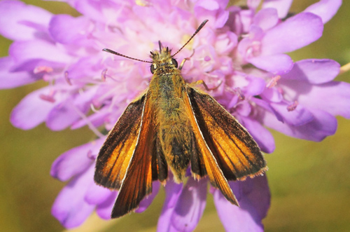 Stregbredpande, Thymelicus lineola uan. Skjernens udspring, Kovtrup, Midtjylland,, Danmark d. 18 juli 2021. Fotograf; Lars Andersen