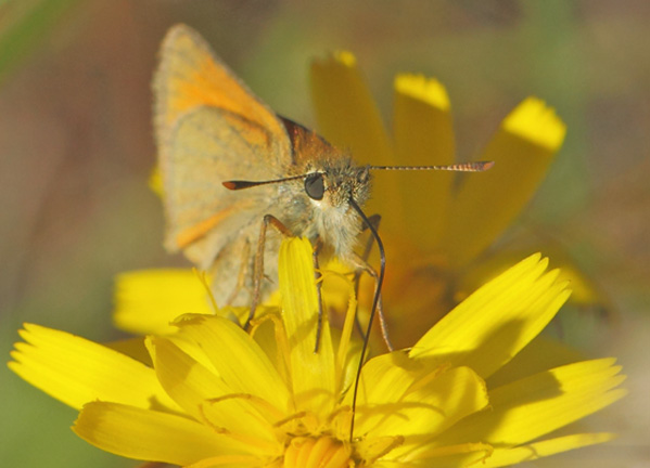 Skråstregbredpande, Thymelicus sylvestris hun. Tyskebakke,Vorupørs gamle kirkegård, Thy, Damark d. 19 juli 2021. Fotograf; Lars Andersen