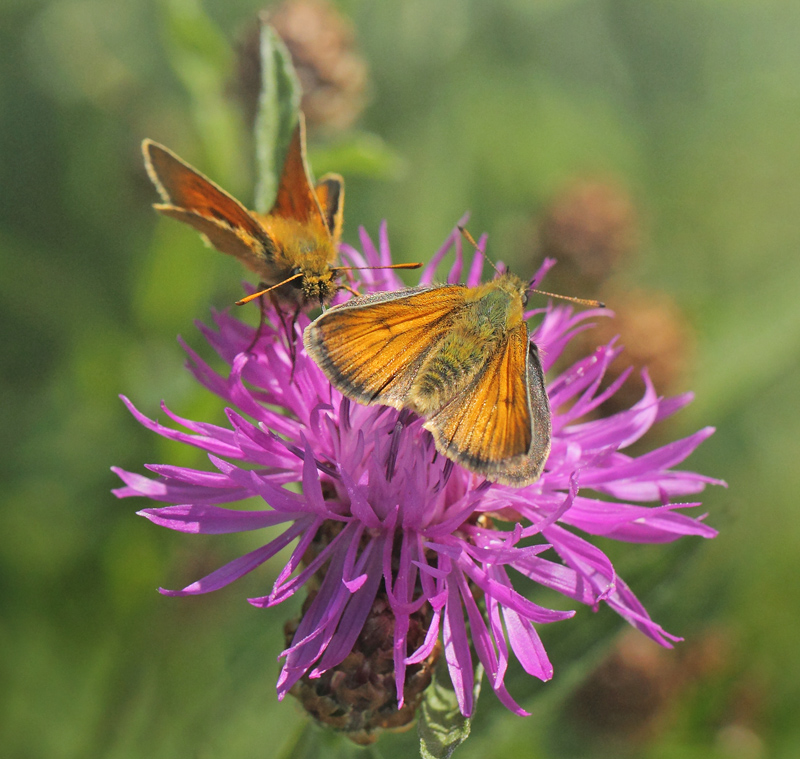 Skrstregbredpande, Thymelicus sylvestris hunner. Tyskebakke, Thy, Damark d. 19 juli 2021. Fotograf; Lars Andersen