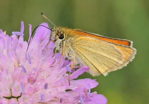 Stregbredpande, Thymelicus lineola hunner.Rusland, Nordsjlland,, Danmark d. 23 juli 2021. Fotograf; Lars Andersen