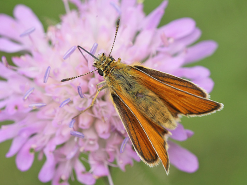 Stregbredpande, Thymelicus lineola hunner.Rusland, Nordsjlland,, Danmark d. 23 juli 2021. Fotograf; Lars Andersen