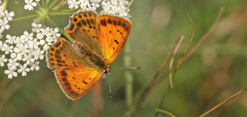 Dukatsommerfugl, Lycaena virgaureae hun. Heatherhill, Nordsjælland, Danmark d 23 juli 2021. Fotograf; Lars Andersen