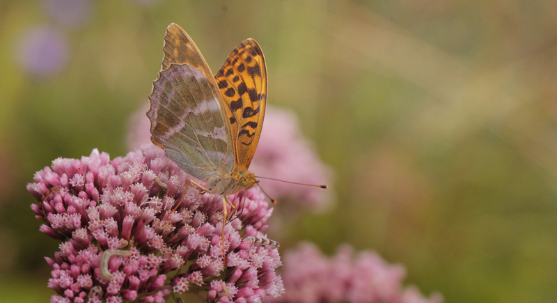 Kejserkåbe, Argynnis paphia hun. Allindelille Fredsskov, Sjælland d. 30 juli 2021. Fotograf; Lars Andersen