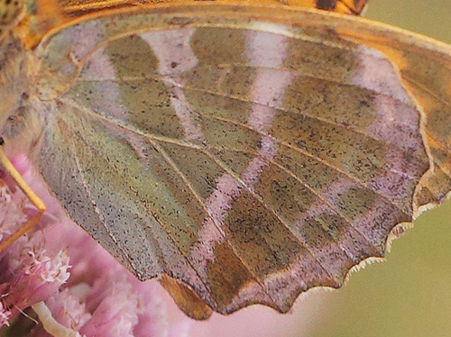 Kejserkåbe, Argynnis paphia hun. Allindelille Fredsskov, Sjælland d. 30 juli 2021. Fotograf; Lars Andersen