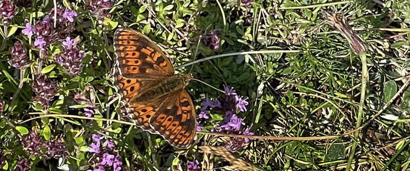 Klitperlemorsommerfugl, Fabriciana niobe han. Lerup Strand, Jammerbugt, Nordjylland d. 19 juli 2021. Fotograf; Thomas Eske Holm