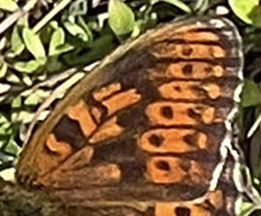 Klitperlemorsommerfugl, Fabriciana niobe han. Lerup Strand, Jammerbugt, Nordjylland d. 19 juli 2021. Fotograf; Thomas Eske Holm